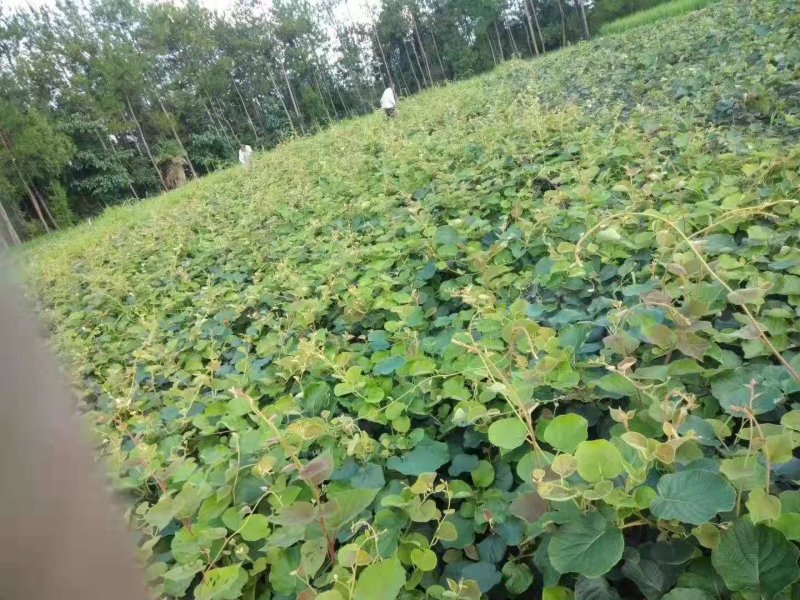 红心猕猴桃苗，甜度高，不酸的猕猴桃