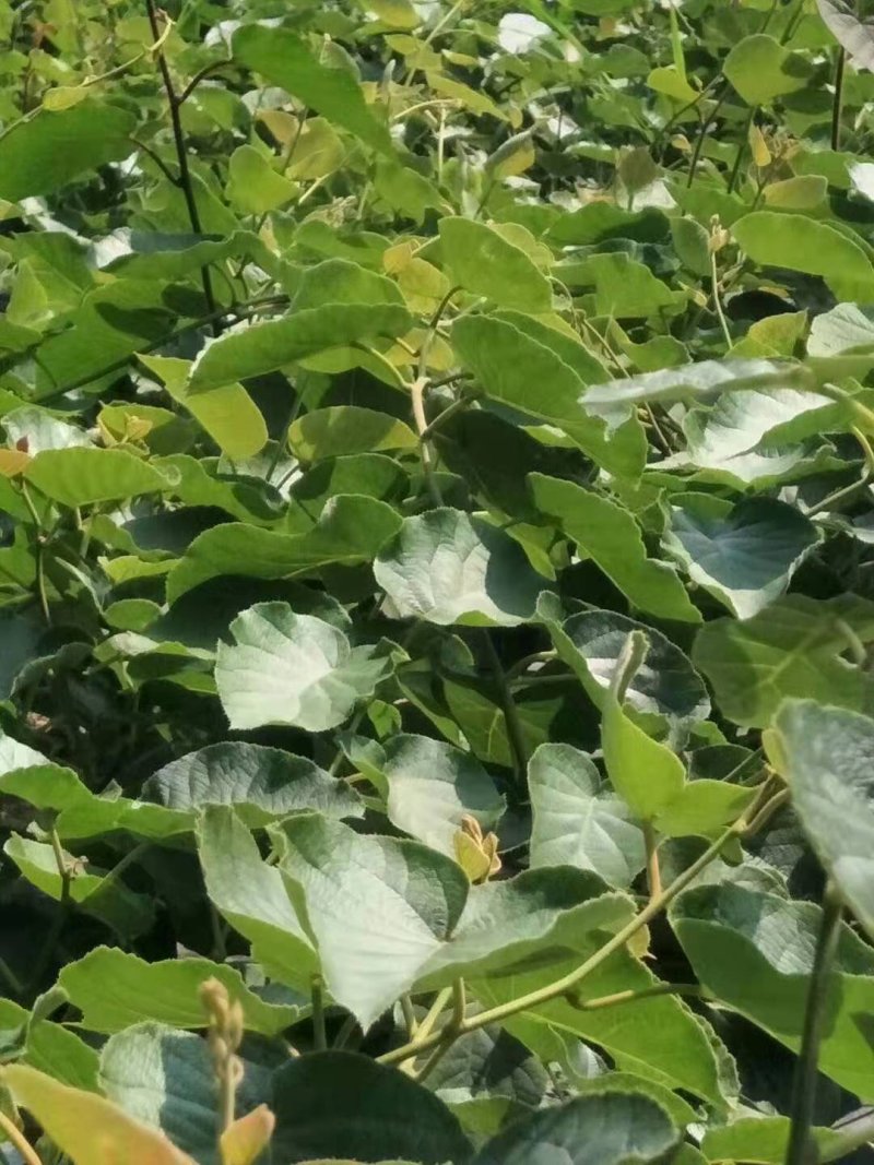 红心猕猴桃苗，甜度高，不酸的猕猴桃