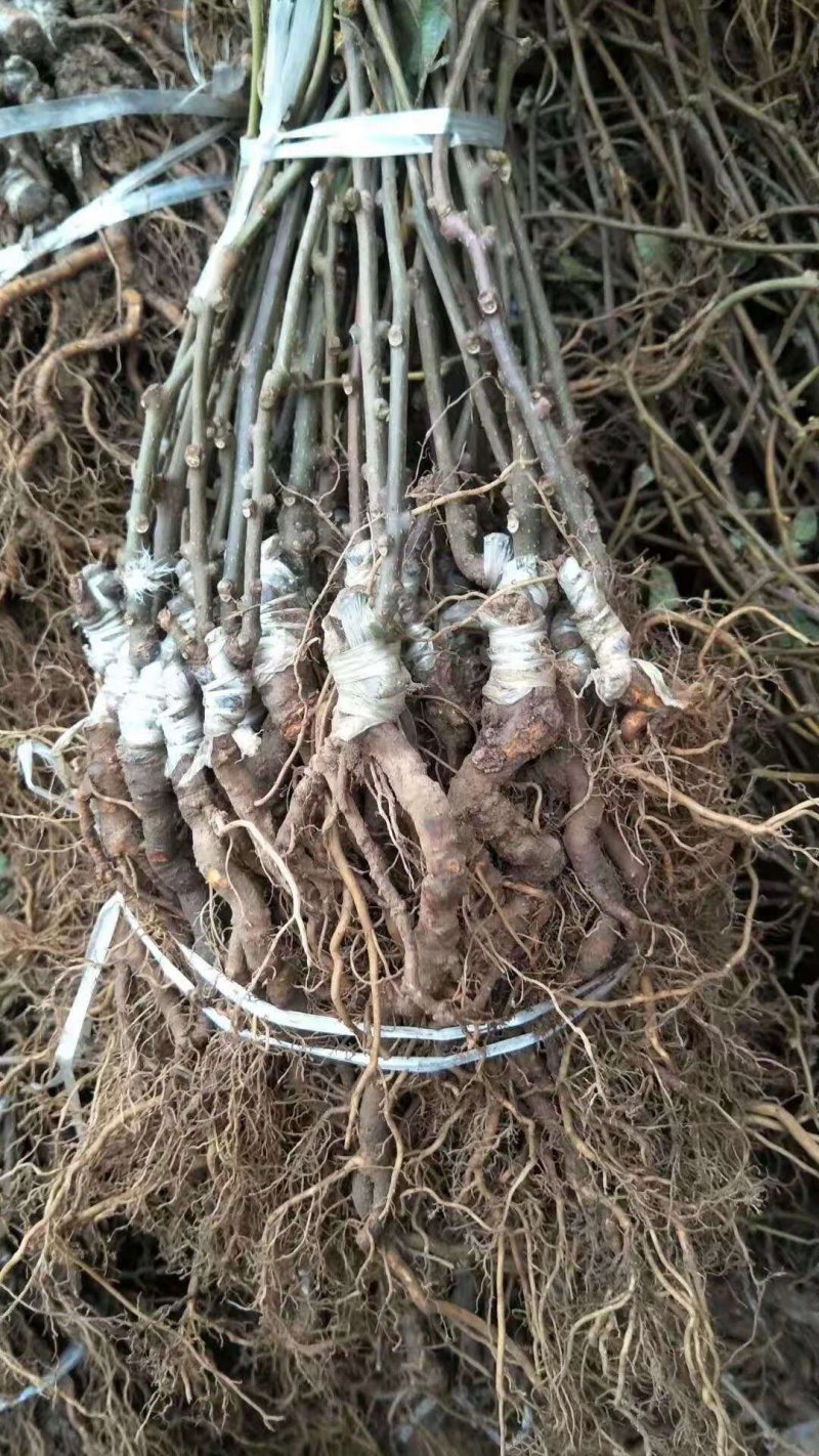 红心猕猴桃苗，甜度高，不酸的猕猴桃