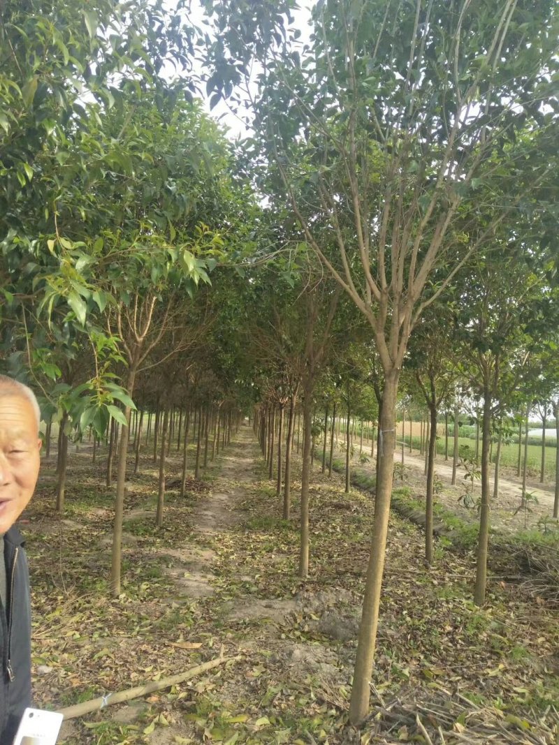 大叶女贞6公分，2公分到20公分大叶女贞