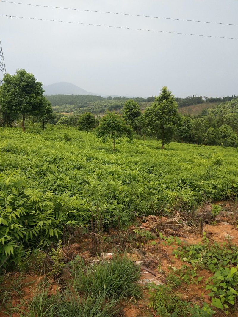 无患子1一25公分供应，欢迎新老客户咨询采购