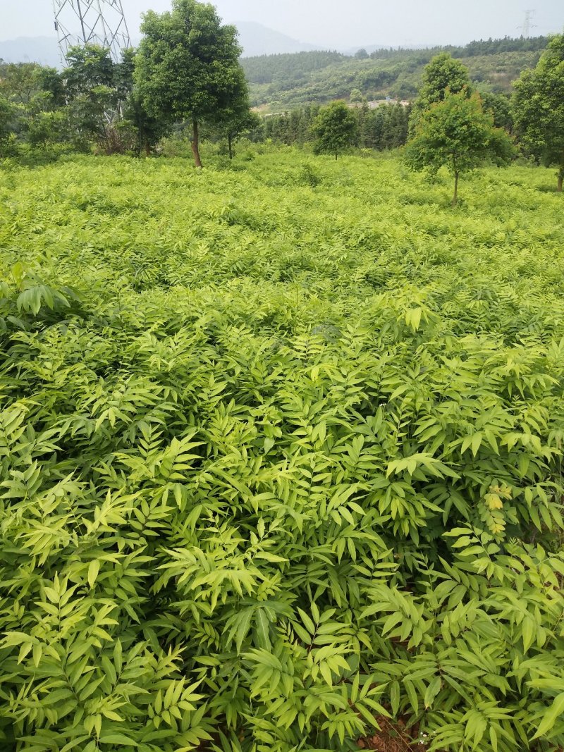 无患子1一25公分供应，欢迎新老客户咨询采购