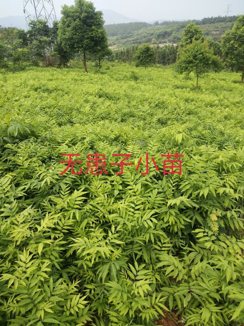无患子1一25公分供应，欢迎新老客户咨询采购