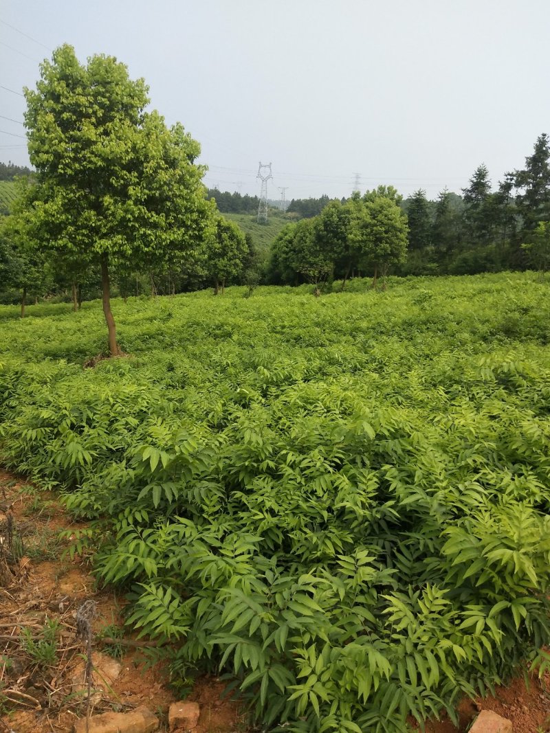 无患子1一25公分供应，欢迎新老客户咨询采购