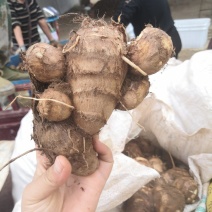 山东芋头，面包，小豆包，红香芋，8520.都有货