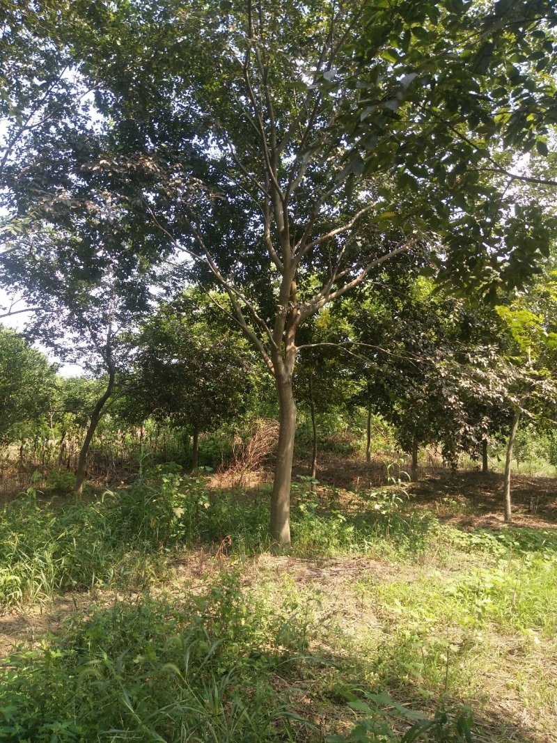 无患子1一25公分供应，有需要的可以客户可以采购咨询