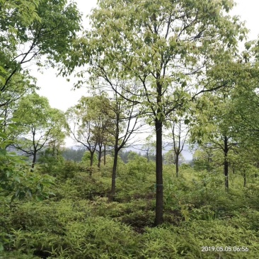 香樟树