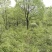 香樟树