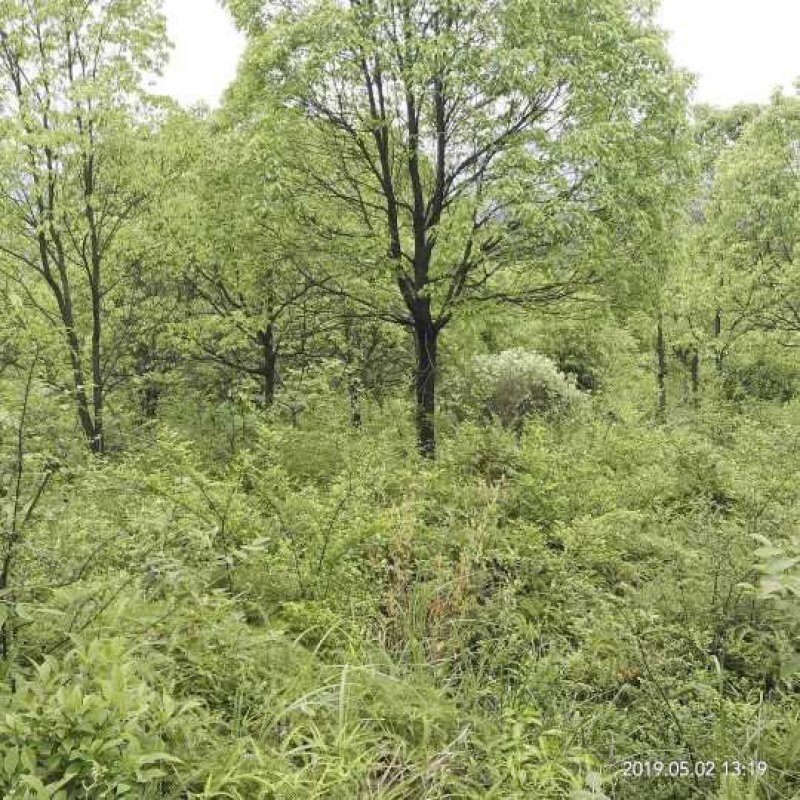 香樟树