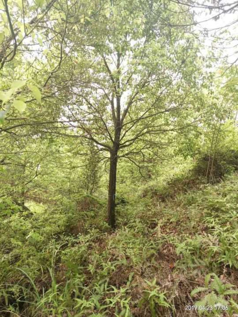 香樟树