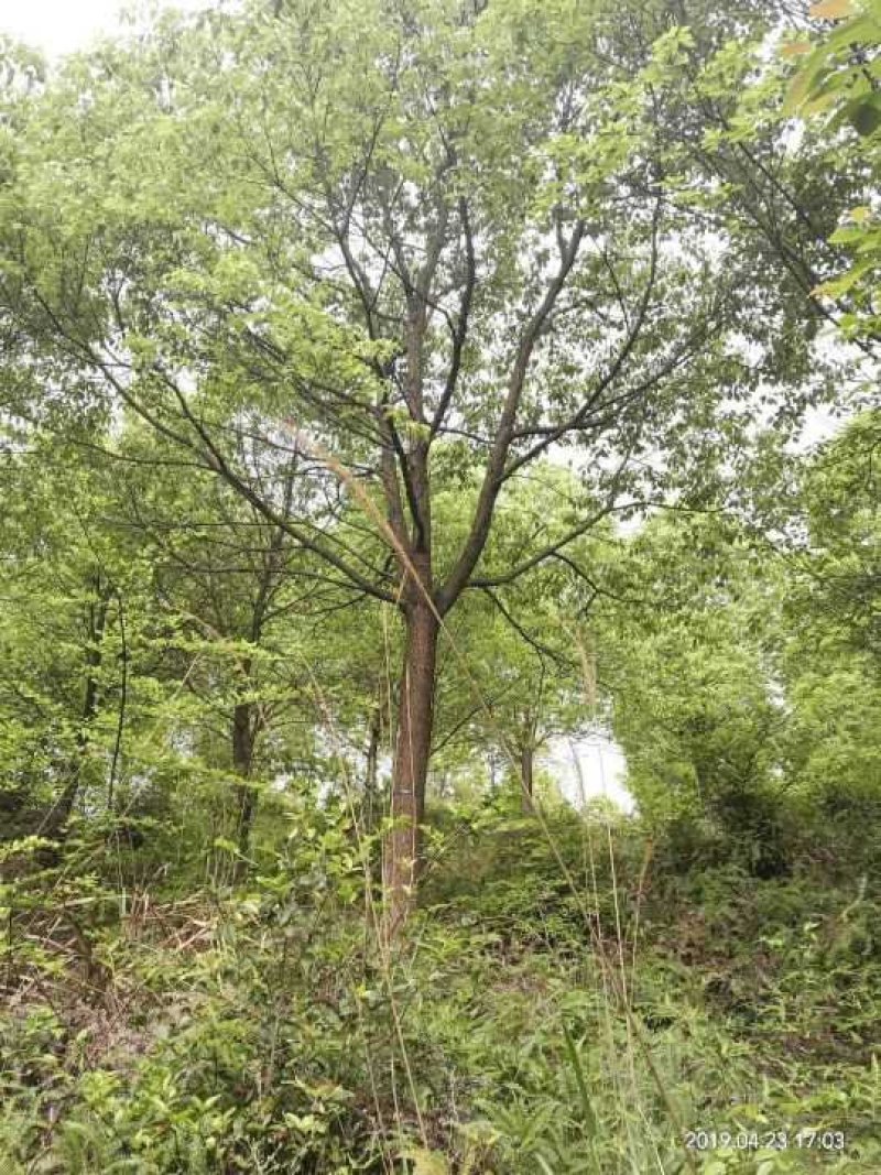 香樟树