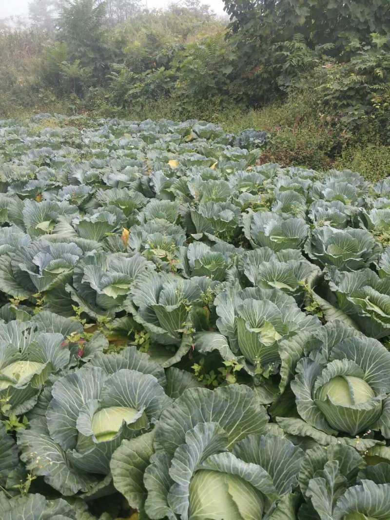 包菜