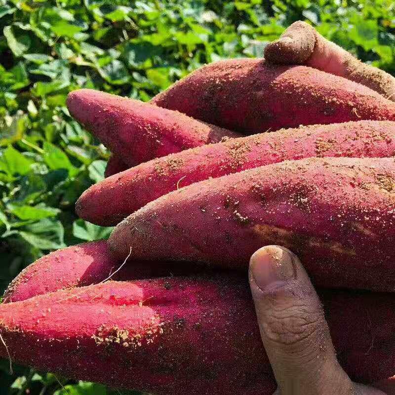 河南西瓜红蜜薯，纯沙地种植红薯，商超市场平台，产地直发