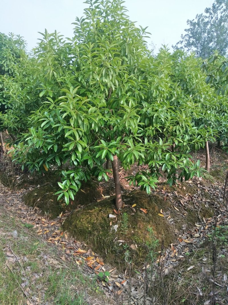凌角三砜大量现货供应，有需要的可以采购咨询