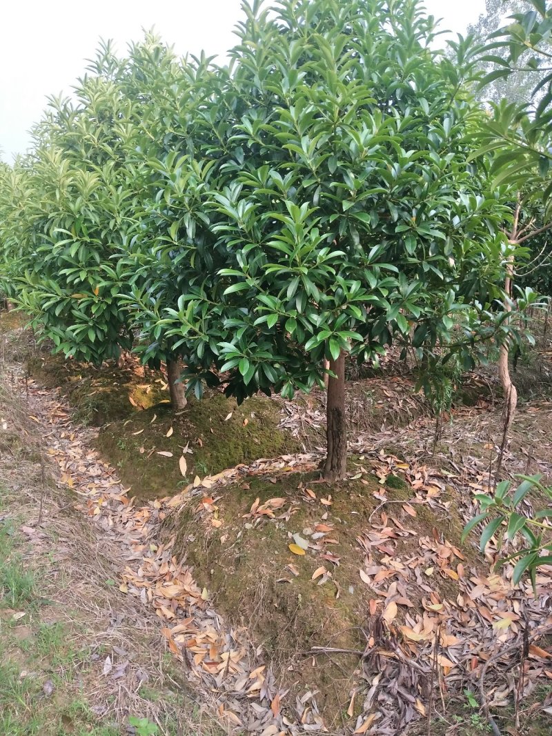 凌角三砜大量现货供应，有需要的可以采购咨询
