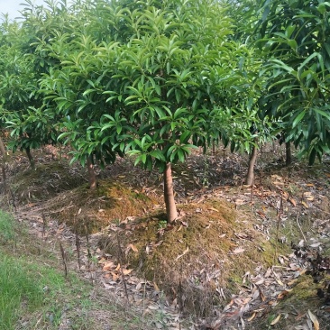 凌角三砜大量现货供应，有需要的可以采购咨询