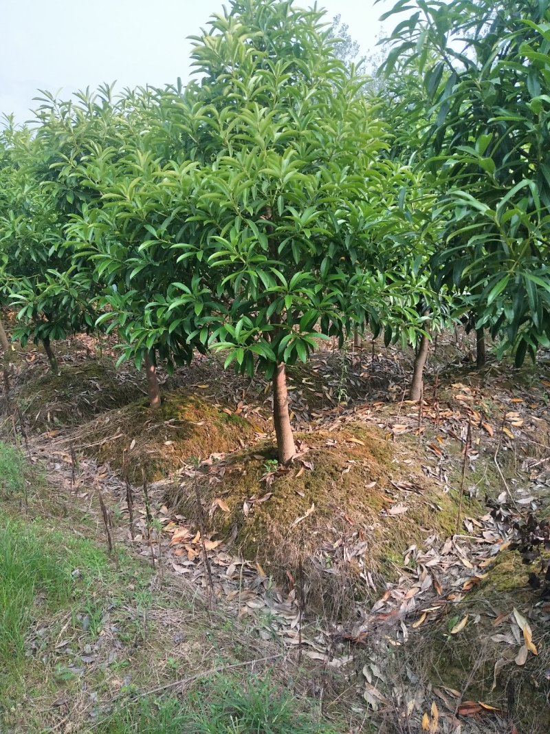 凌角三砜大量现货供应，有需要的可以采购咨询