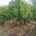 凌角三砜大量现货供应，有需要的可以采购咨询