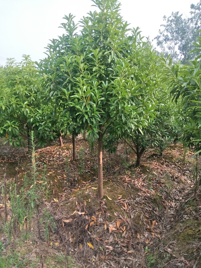 凌角三砜大量现货供应，有需要的可以采购咨询