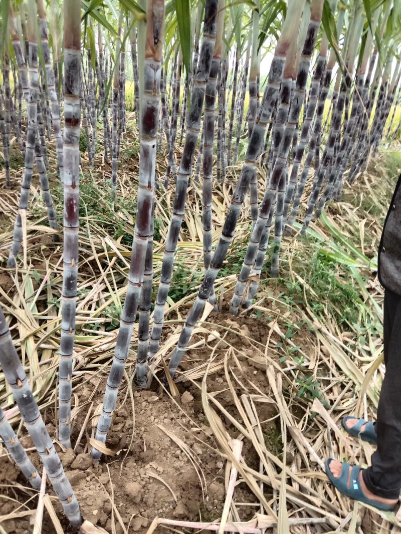 湖北襄阳黑皮甘蔗开始了，大量批发可视频看看货