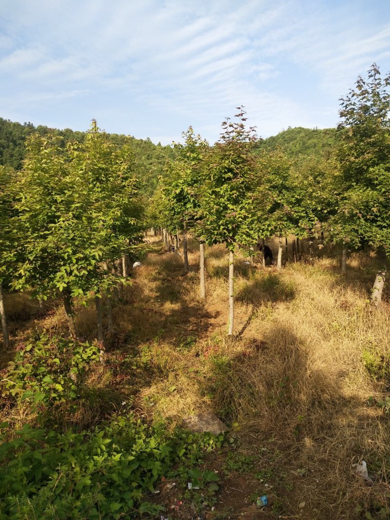 枫香1一25公分供应有需要的可以咨询采购