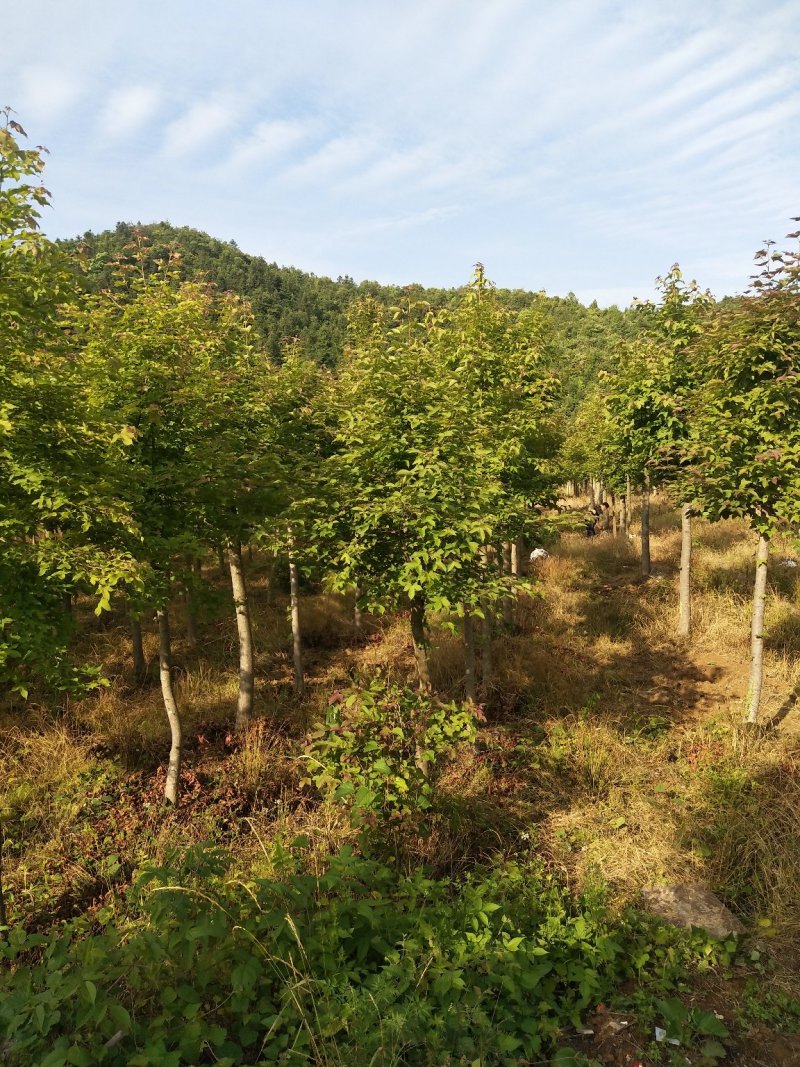 枫香1一25公分供应有需要的可以咨询采购