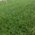 青绿苔草常年供应一手货源一条龙服务