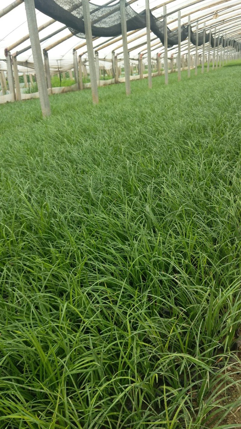 青绿苔草常年供应一手货源一条龙服务