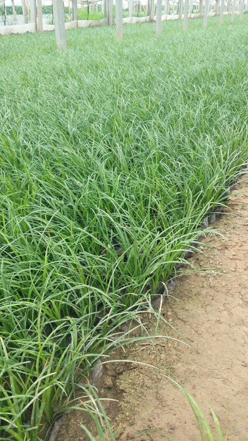 青绿苔草常年供应一手货源一条龙服务