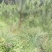 湿地松，大小规格齐全欢迎新老客户咨询采购
