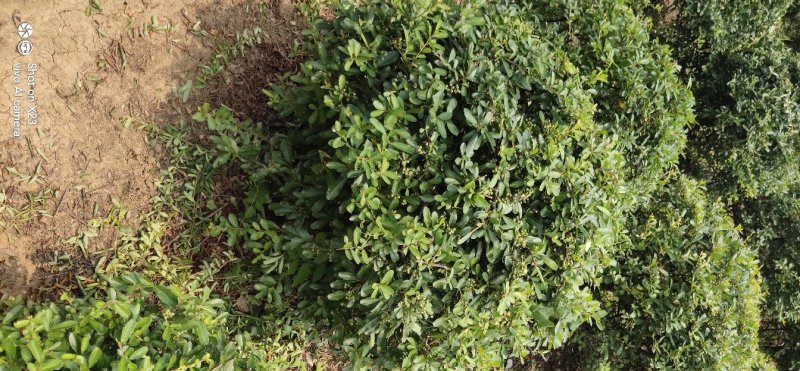 绿化苗木火棘球火棘苗本地苗圃持看货打号装车付款