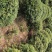 绿化苗木火棘球火棘苗本地苗圃持看货打号装车付款