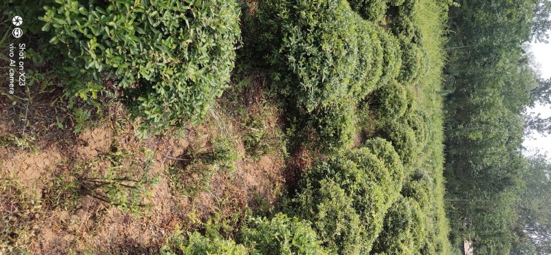 绿化苗木火棘球火棘苗本地苗圃持看货打号装车付款