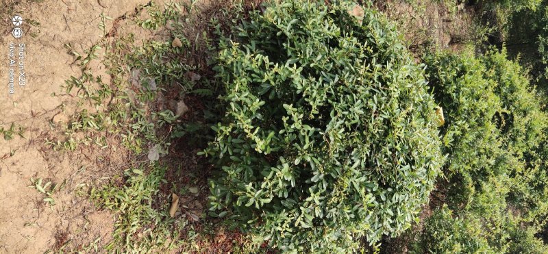 绿化苗木火棘球火棘苗本地苗圃持看货打号装车付款