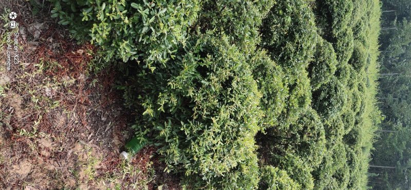 绿化苗木火棘球火棘苗本地苗圃持看货打号装车付款