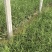 芦苇水生植物基地直供欢迎选购