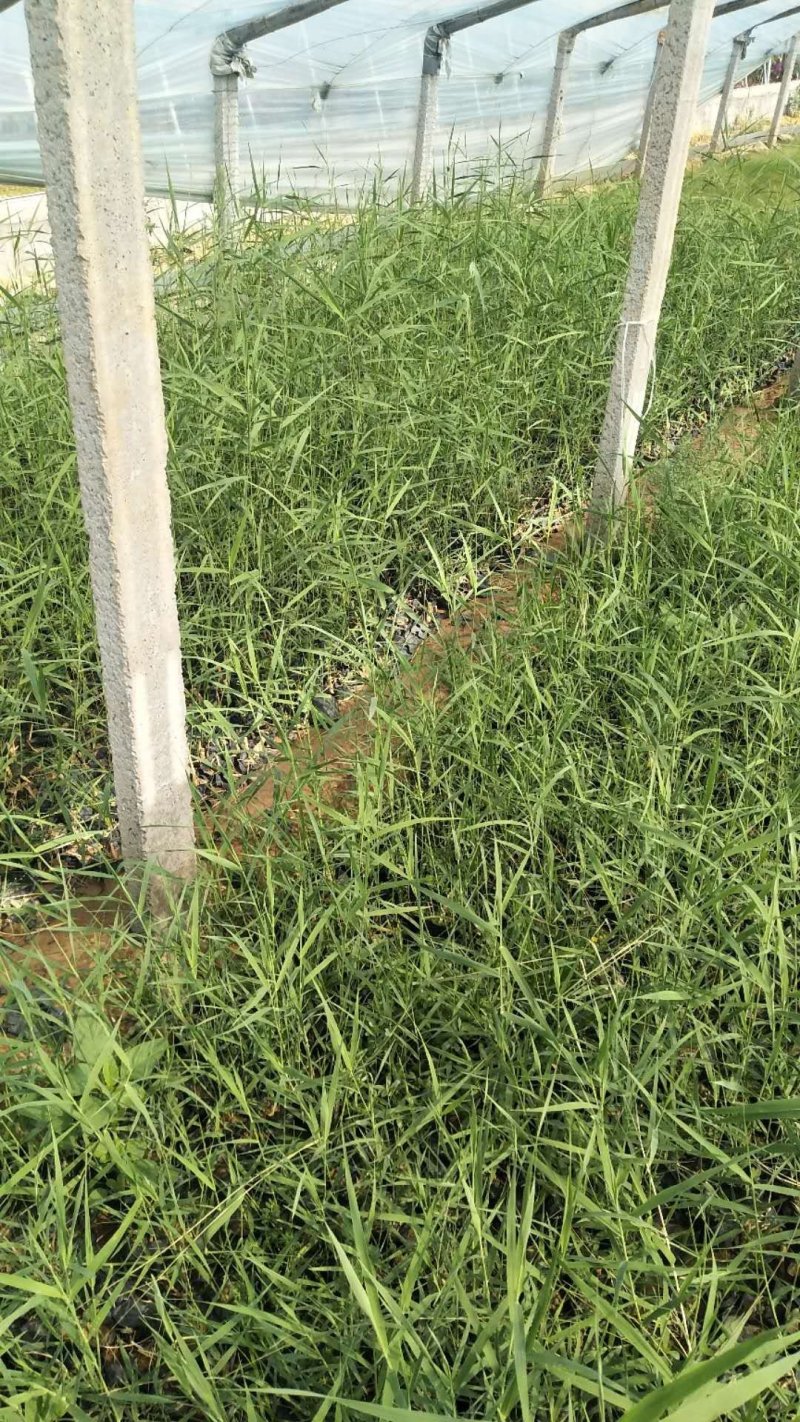 芦苇水生植物基地直供欢迎选购