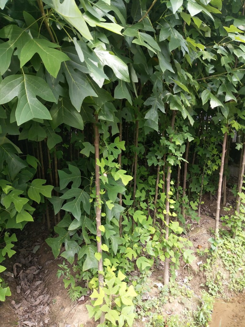 马褂木大小规格齐全，截杆发冒，全冠都有，欢迎新老客户咨询