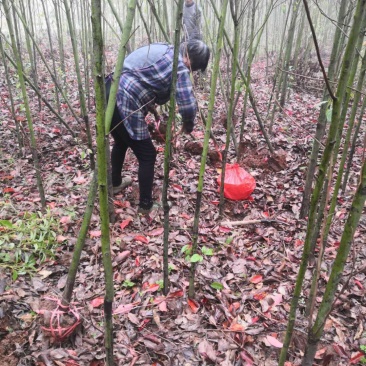 香樟树1一25公分供应，大小规格齐全，欢迎新老客户咨询