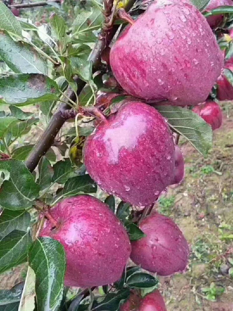 礼县花牛苹果