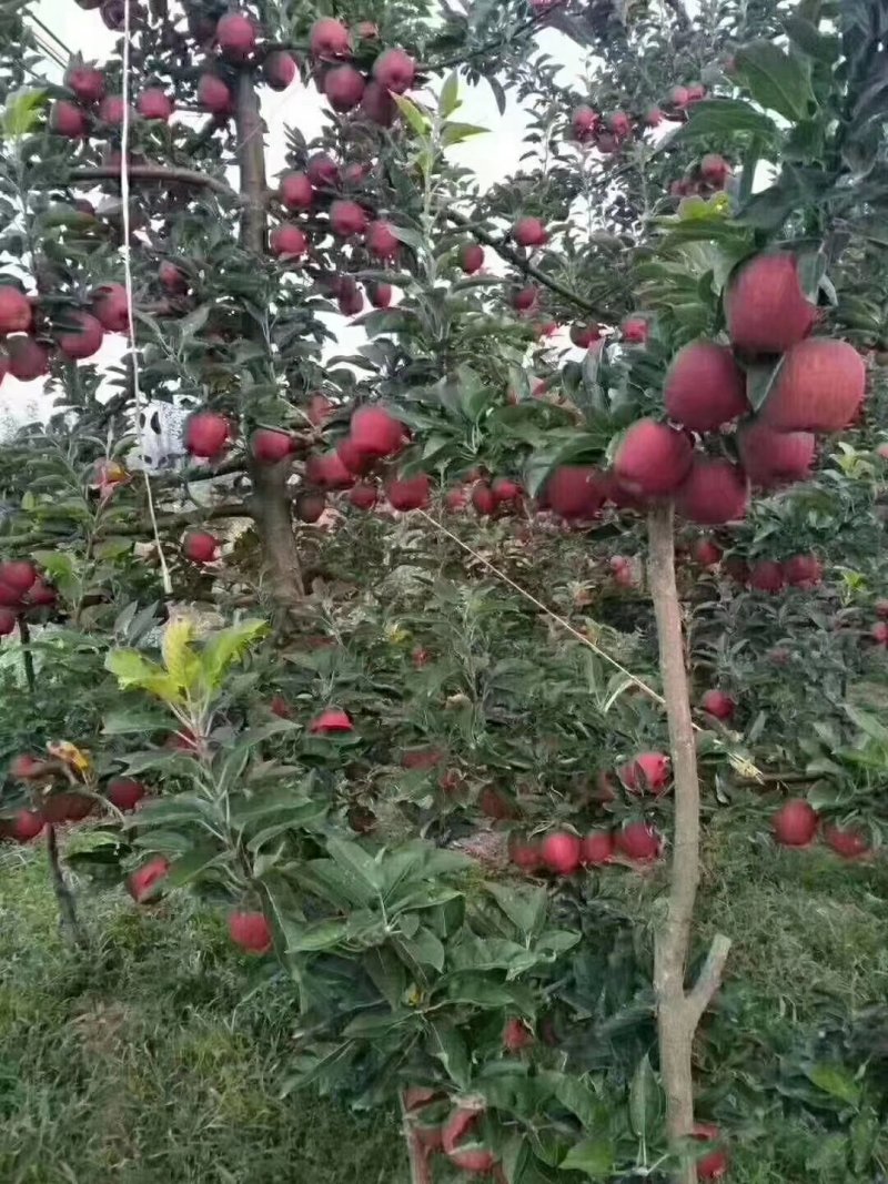 礼县花牛苹果