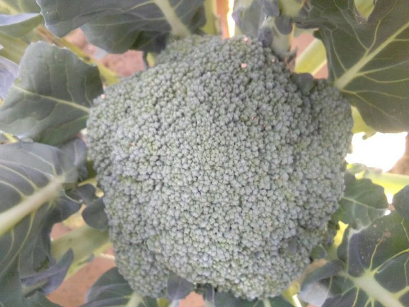 西兰花精品，质量保证大量供应，货量充足，欢迎采购。