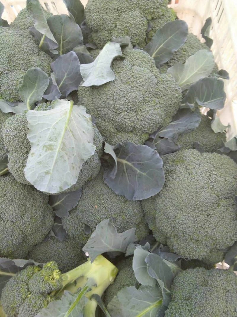 西兰花精品，质量保证大量供应，货量充足，欢迎采购。