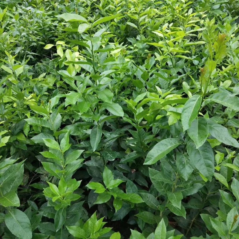 简阳柠檬苗香水柠檬苗基地现挖成活率高诚信经营