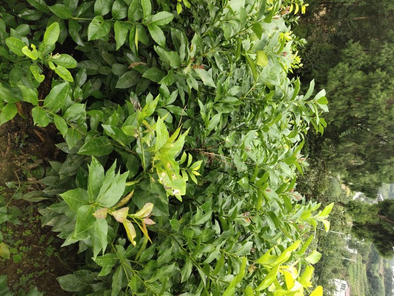 简阳柠檬苗香水柠檬苗基地现挖成活率高诚信经营