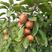 红肉苹果盆栽新品种花可看果可食南北方可种植