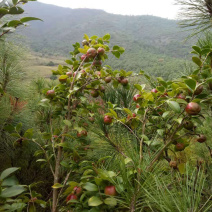 油茶果