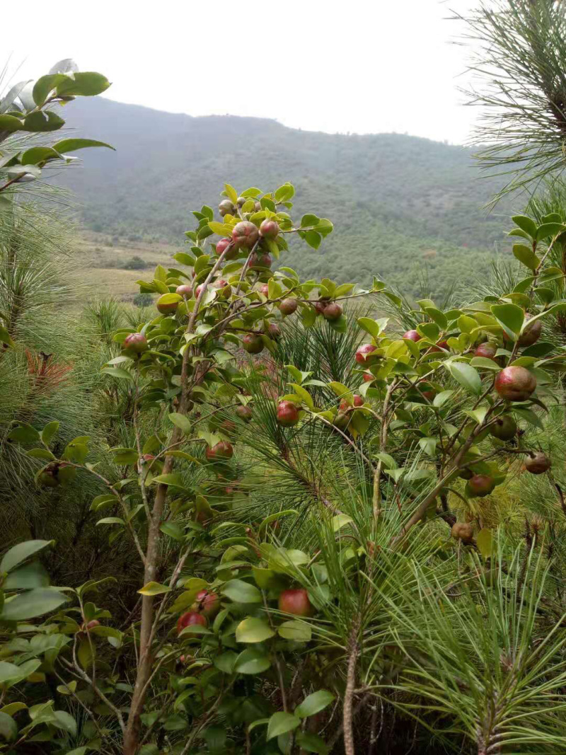 油茶果