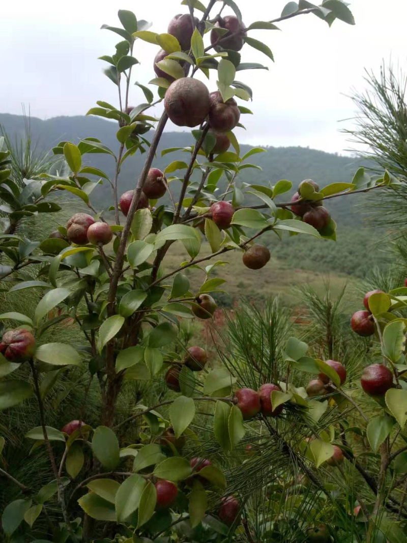 油茶果