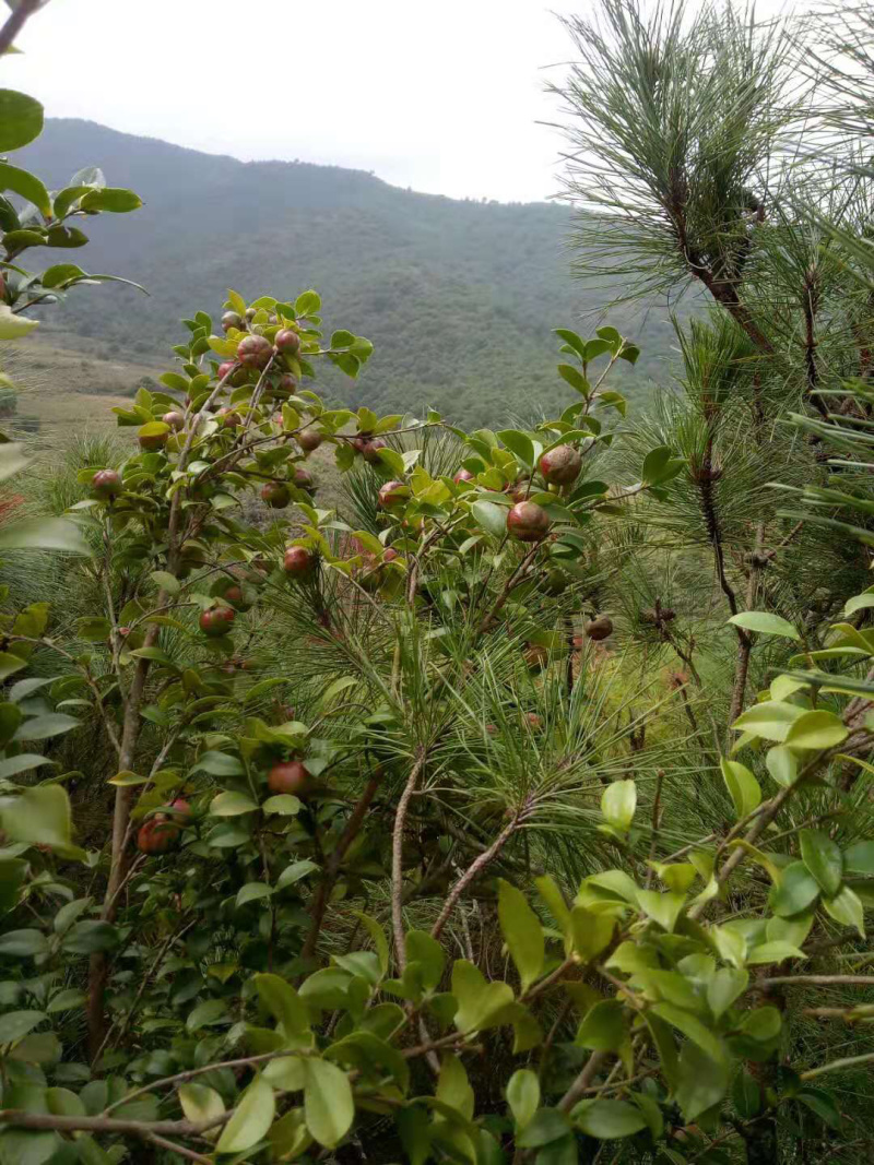 油茶果